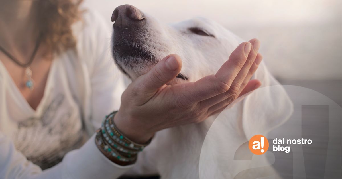 Come Prendersi Cura Di Un Cane E Renderlo Felice Blog Assaperlo