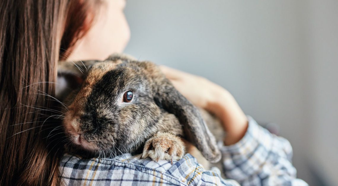Come Prendersi Cura di un Coniglio Domestico - Blog Assaperlo