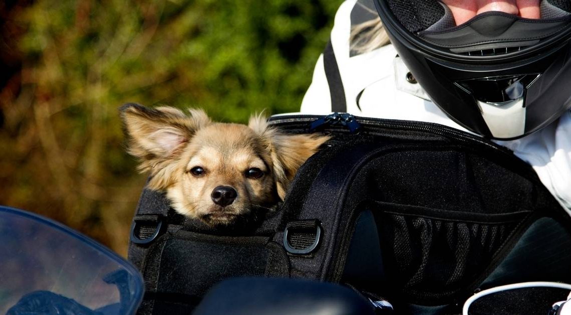 Come Trasportare il Cane e Altri Animali in Moto - Blog Assaperlo