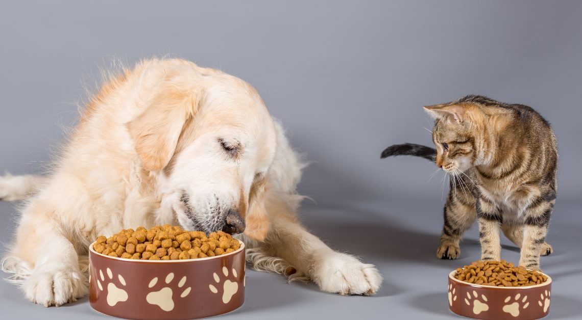 Alimentazione Migliore per Pelo di Cane e Gatto - Blog Assaperlo