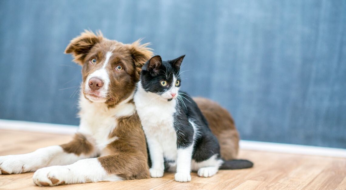 Cane e Gatto in Caso di Separazione o Divorzio