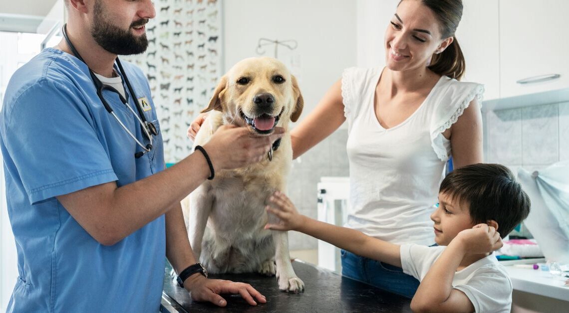 Abituare il Cane al Veterinario