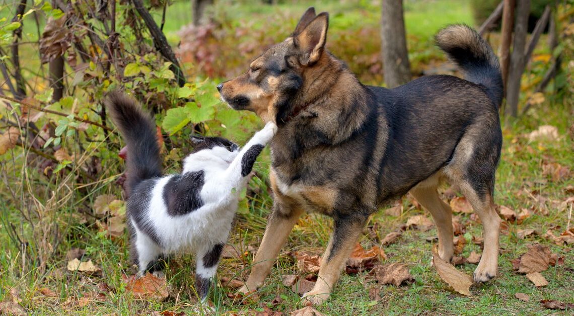Cambio di Stagione Cani e Gatti