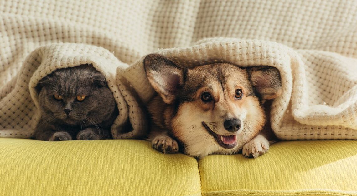 Fuochi d'Artificio e Botti con Animali Domestici