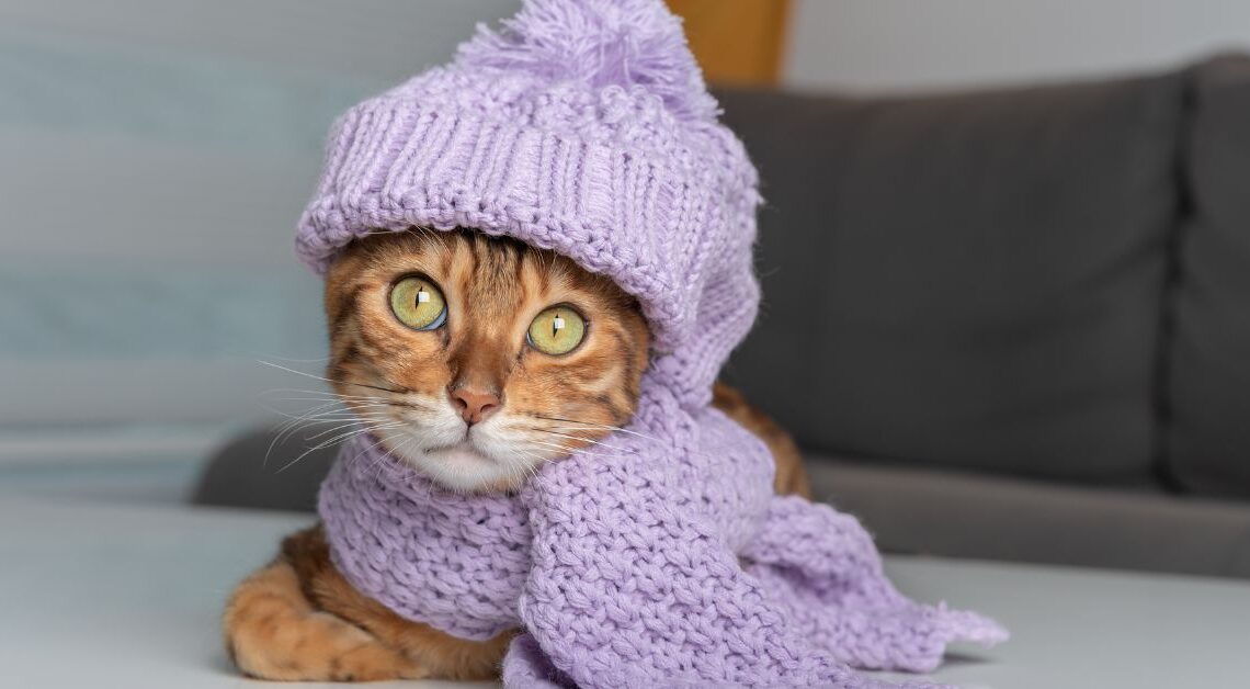 Il Gatto Può Stare Fuori in Inverno?