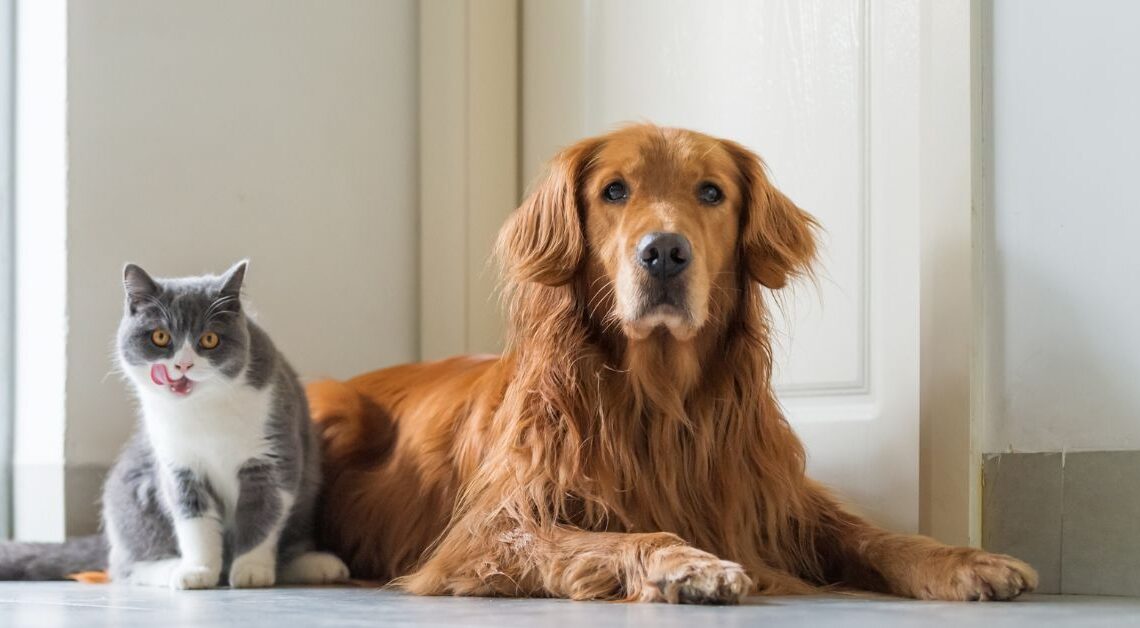 Organizzazione Casa con Animali Domestici