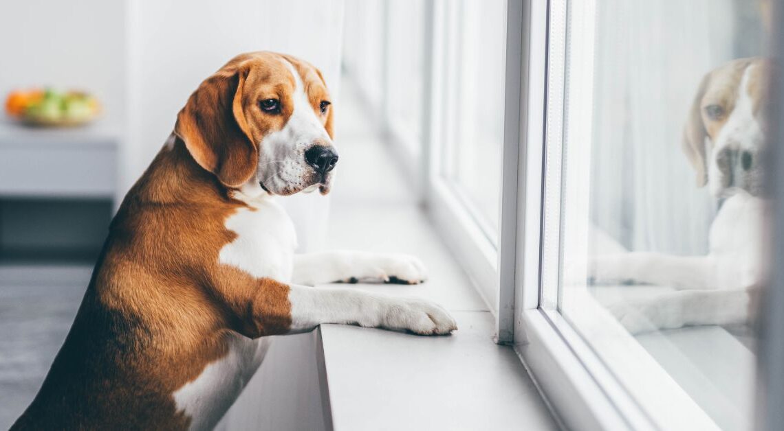 Come Gestire l'Ansia da Separazione nel Cane