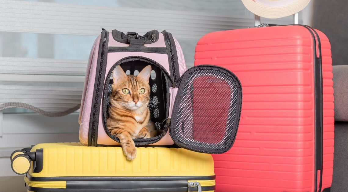 Consigli Vacanze con il Gatto